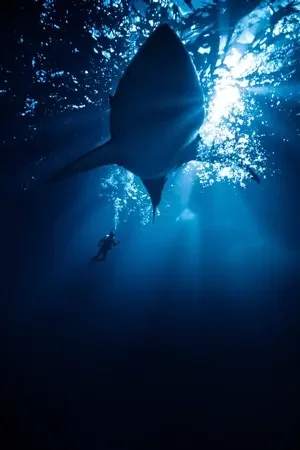 猎鲨行动 电影海报